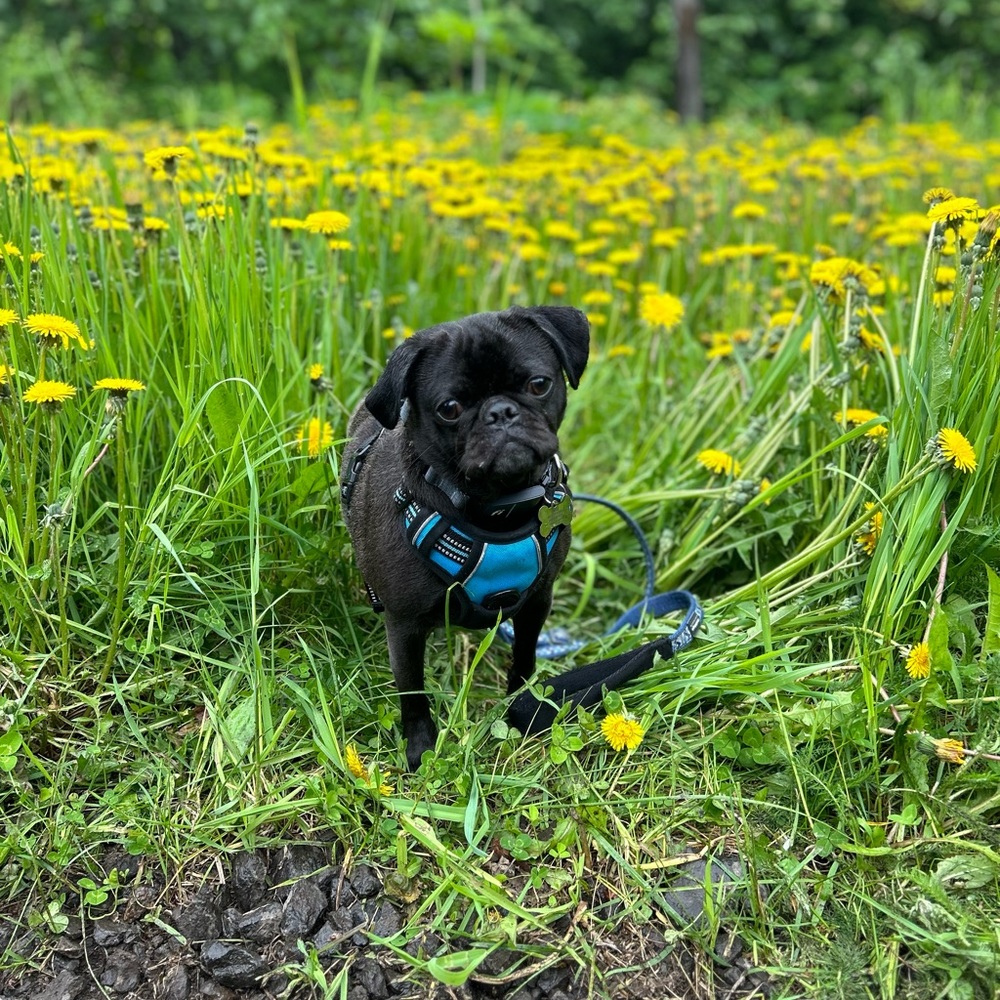 Meet your Posher, Alexa